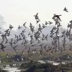 “दुनिया भर में बहुत खराब हो रही है प्रवासी पक्षियों के संरक्षण की स्थिति”
