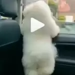 इस कुत्ते ने सोशल मीडिया पर किया सभी को दीवाना, देखे ये वायरल वीडियो