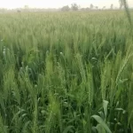 Rise in Temperature: बढ़ता तापमान गेंहू की फसल के लिए हानिकारक
