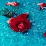 Rosewater Benefits Hindi: त्वचा के साथ – साथ बालों के लिए भी लाभकारी है गुलाब जल!