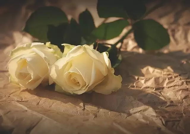Rose Day 2021: जानें किस रंग के फूल का क्या होता है मतलब
