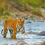 लॉकडाउन में घर बैठे बैठे हो गए है बोर, तो कर आये जिम कॉर्बेट टाइगर रिजर्व की सैर