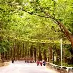 Uttarakhand ECO Bridge: जाने उत्तराखंड के इको ब्रिज के बारे में