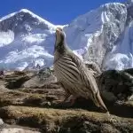 नेपाल की ट्रिप का प्लान बना रहे है तो इस जगह पर जरूर जाएं