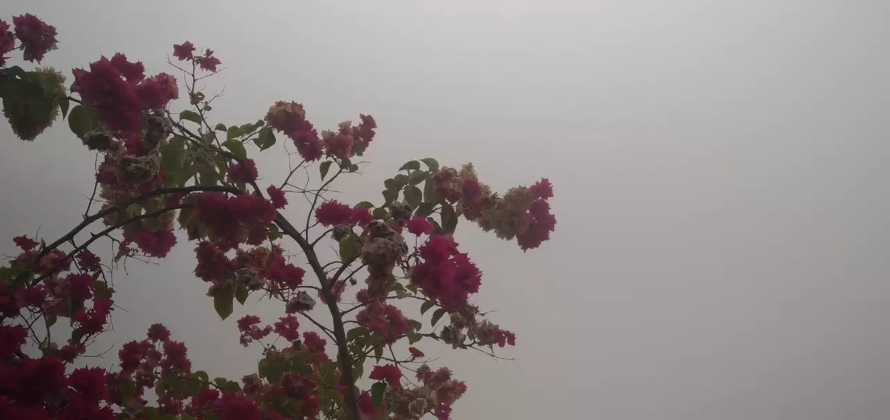 कोहरे की चादर में लिपटा महानगर