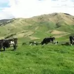 दुनिया की सबसे सुन्दर डेयरी दूर-दूर से लोग देखने आते है यहाँ
