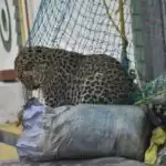 Operation Leopard in Meerut : शिवालिक के जंगल में आज छोड़ा गया पल्लव,पिंजरा खुलते ही लगाई छंलाग