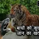 बाघों को कुत्तों से है जान का खतरा