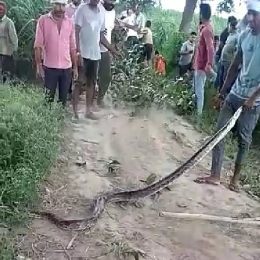 12 फ़ीट लम्बा अजगर मिलने से मचा हड़कम्प