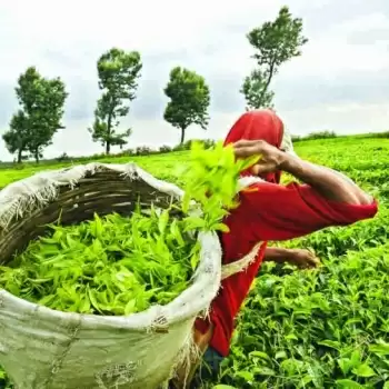 जाने कौन से है वो देश जहां विश्व की 70 प्रतिशत चाय का होता है उपभोग