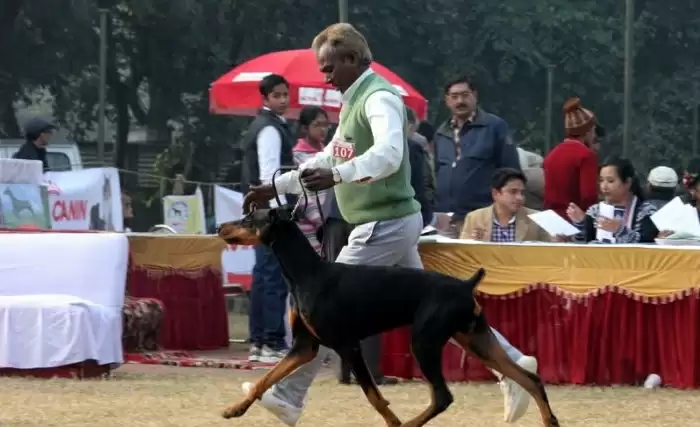 Dogs Trainer 