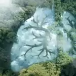 मौसम सर्द,  फेफड़ों  के लिए ख़तरा