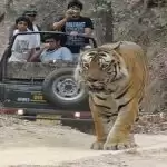 बाघ देखना है तो आईये जिम कार्बेट नेशनल पार्क
