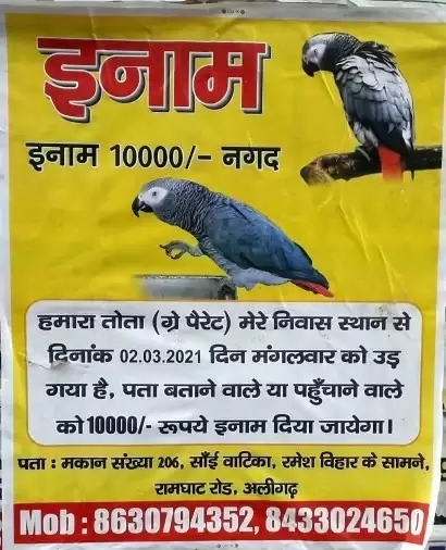 अफ्रीकन तोता लापता, ढूंढने वाले को मिलेगें दस हजार रुपए इनाम