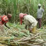 National Food Security Mission (NFSM): पश्चिमी उप्र के गन्ना किसान अब उर्द—मूंग की खेती से होंगे मालामाल