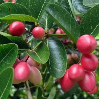 Health Benefits Karonda: जानिए करौंदा के बेहतरीन फायदे, वज़न कंट्रोल और पाचन को रखता है ठीक