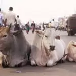 यूपी में गो-हत्या पर अब 10 साल तक सजा, 5 लाख रुपये तक जुर्माना