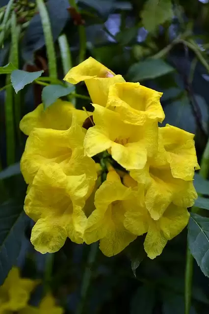 Vasant Panchami 2021: वसंत पचंमी के दिन मां सरस्वती को अर्पित करें ये चार चीजें, मिलेगा माँ का आशीर्वाद