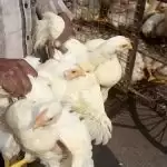 10 दिनों तक बंद रहेगी दिल्ली की गाजीपुर मुर्गा मंडी