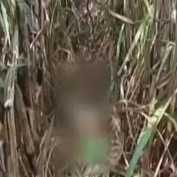 यूपी: लखीमपुर खीरी में एक और मासूम की रेप के बाद हत्या