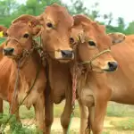 ई-फीड ने यूपी में भारत का अपनी तरह का पहला एनिमल एडवाइजरी सेंटर खोला