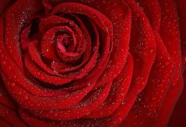Rose Day 2021: जानें किस रंग के फूल का क्या होता है मतलब
