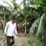 नौकरी की तलाश में भटक रहे युवक ने खेती में तलाशा भविष्य, प्रति वर्ष लाखों रुपये की कर रहे कमाई