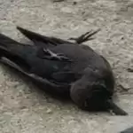 मुजफ्फरनगर बर्ड फ्लू की पुष्टि, प्रशासन सतर्क