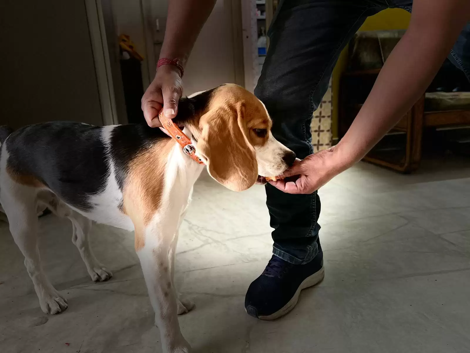 dogs trainer