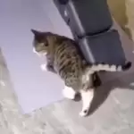 Viral Video: पुशअप करती हुई बिल्ली को देख लोग रह गए दंग, वीडियो खूब हो रहा है वायरल