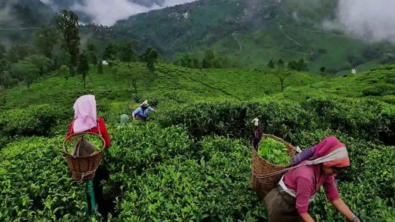 जाने कौन से है वो देश जहां विश्व की 70 प्रतिशत चाय का होता है उपभोग