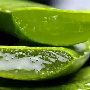 स्किन में निखार चाहते है तो रात को करें एलोवेरा जेल का इस्तेमाल, जाने इसके फायदे