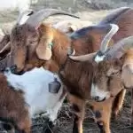 बकरा कारोबार को करोड़ो की चपत