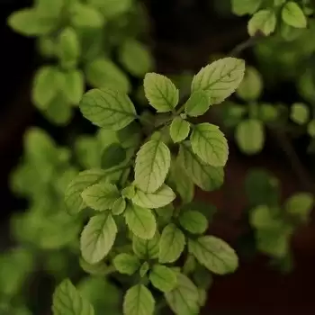 तुलसी- एक चमत्कारी जड़ी बूटी अविश्वसनीय फायदों के साथ