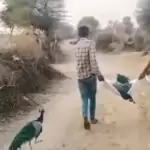 Viral Video: साथी के अंतिम समय में शामिल हुआ मोर, लोग हुए इमोशनल