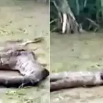 लोगों के बीच फंसे विशाल अजगर ने निकला कुत्ता
