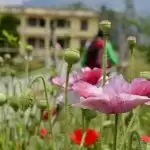 घूमने का प्लान है तो  जाएं सिक्किम, दिल खुश हो जायेगा