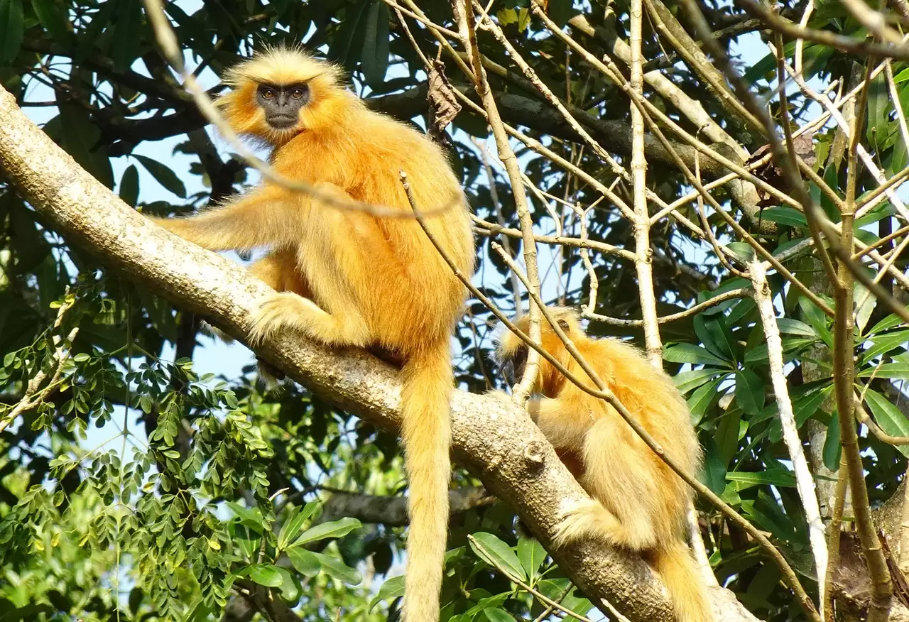Golden Langur