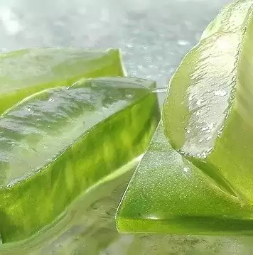 Use Aloe Vera for Weight Loss: एलोवेरा का सेवन से घटेगा वज़न, जाने कैसे?