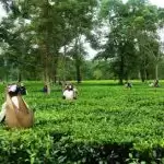 जानिए असम डिब्रूगढ़ की ये 3 खास जगहें , मौका मिले तो जरूर जाये