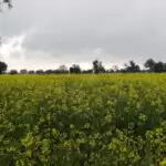 जनवरी की बारिश बनी सरसोंं की फसल के लिए आफत,किसानों को हुआ भारी नुकसान