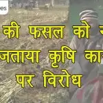 गेहूं की फसल को नष्ट कर जताया कृषि कानूनों पर विरोध
