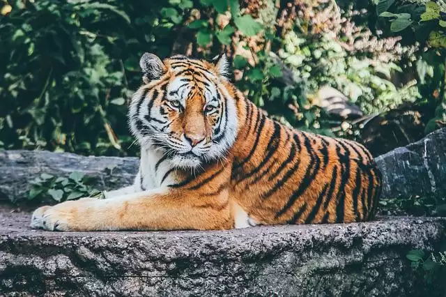 Night Safari Places