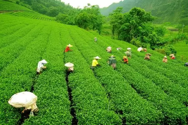 जाने कौन से है वो देश जहां विश्व की 70 प्रतिशत चाय का होता है उपभोग