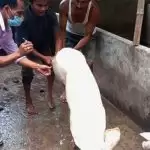 असम में और बढ़ा ‘अफ्रीकी स्वाइन फ्लू’ का कहर