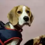 थोड़ी गरमाहट ले ली जाये…