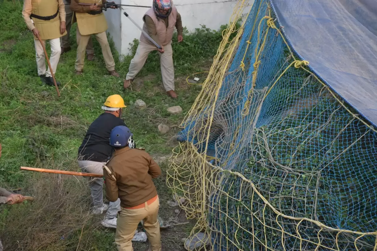 Operation Leopard in Meerut : शिवालिक के जंगल में आज छोड़ा गया पल्लव,पिंजरा खुलते ही लगाई छंलाग