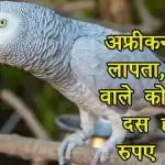 अफ्रीकन तोता लापता, ढूंढने वाले को मिलेगें दस हजार रुपए इनाम