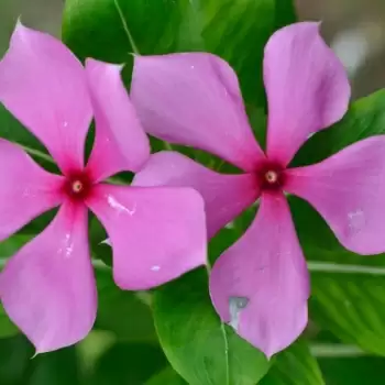 Skin care tips: जाने सदाबहार के फूलों से कैसे पाएं एवरग्रीन खूबसूरती