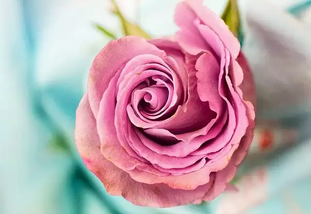 Rose Day 2021: जानें किस रंग के फूल का क्या होता है मतलब